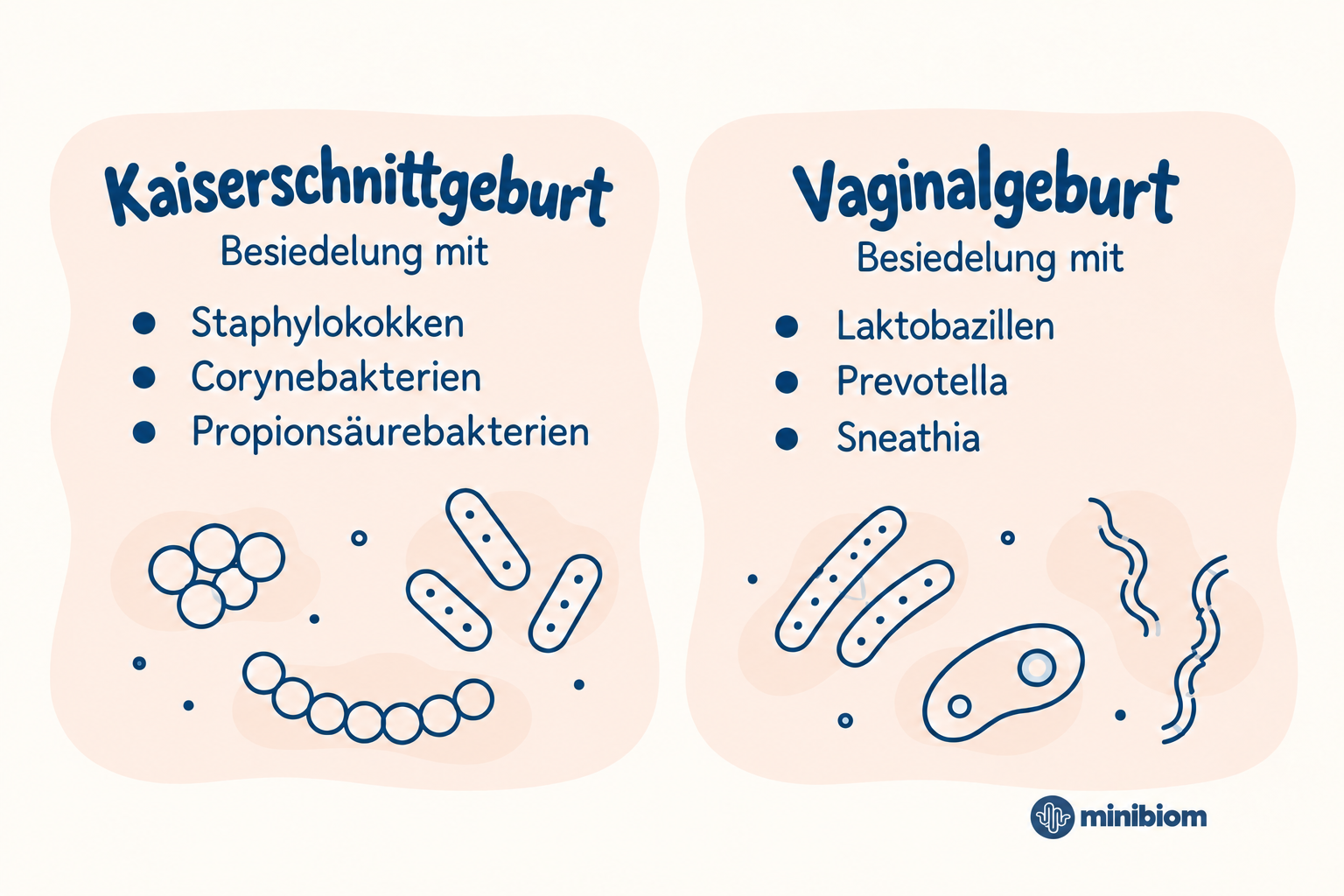 Vaginal Seeding: Unterschiede im Mikrobiom bei vaginaler Geburt und Kaiserschnitt